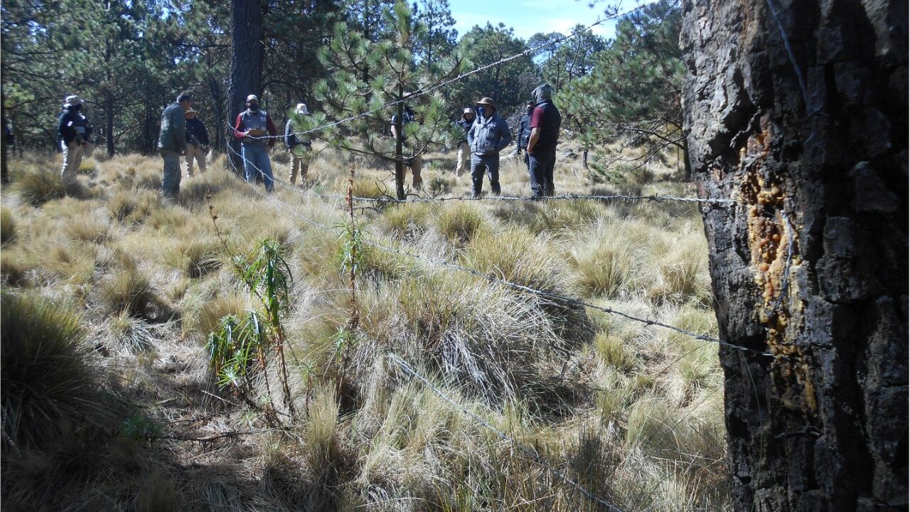 Participa SEDEMA en recuperación de 35.85 hectáreas de Suelo de Conservación en el Ajusco 4