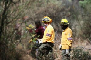 Participa SEDEMA en recuperación de 35.85 hectáreas de Suelo de Conservación en el Ajusco 4