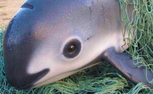 Vaquita