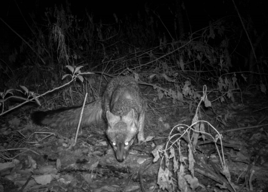 Reporta SEDEMA aumento de especies en Áreas Naturales Protegidas