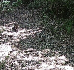 Aumentan registros de fauna en el Desierto de los Leones