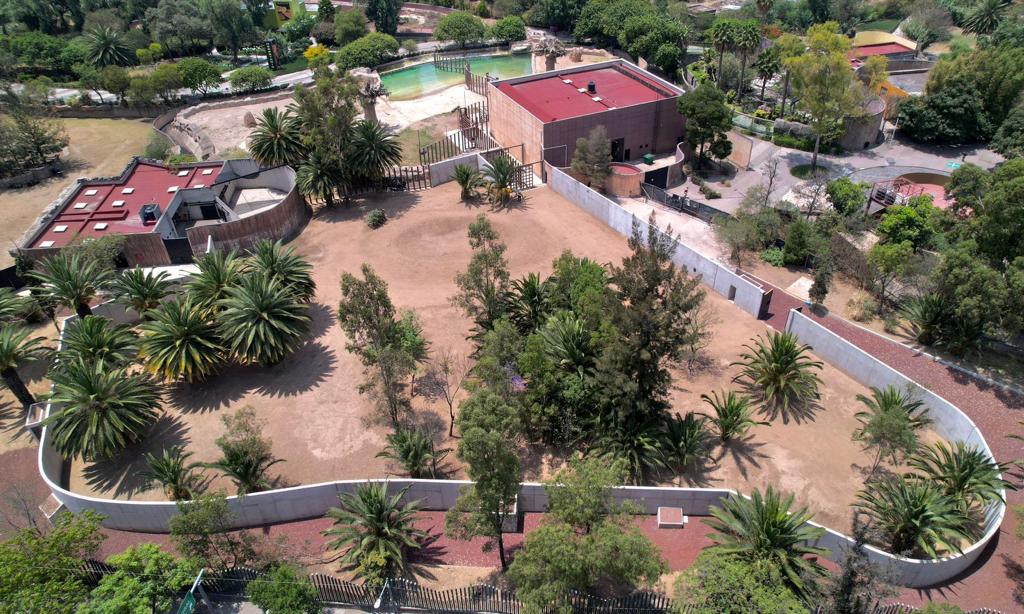 Amplían recinto de la elefanta africana “Ely” en Zoológico Aragón