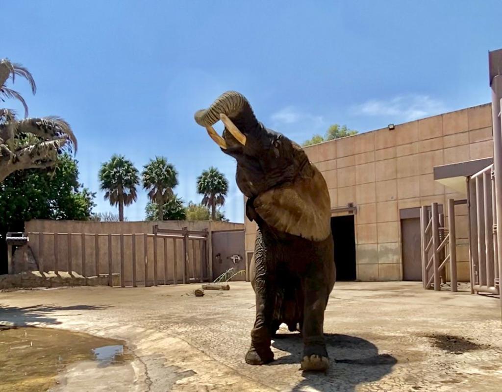 Amplían recinto de la elefanta africana “Ely” en Zoológico Aragón