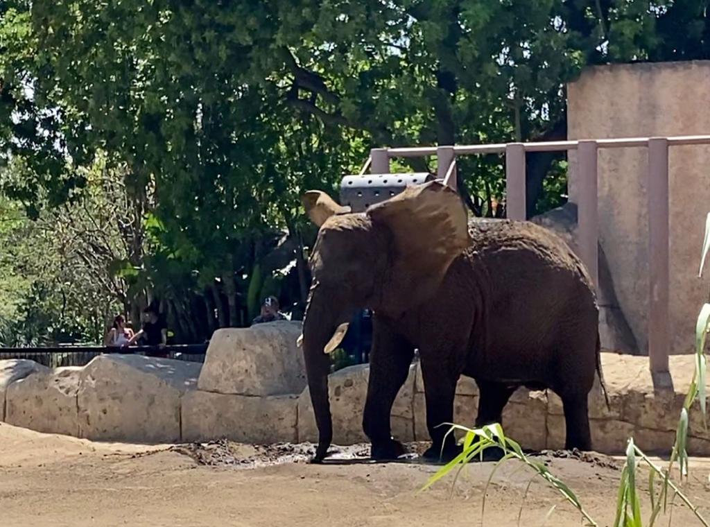 Amplían recinto de la elefanta africana “Ely” en Zoológico Aragón