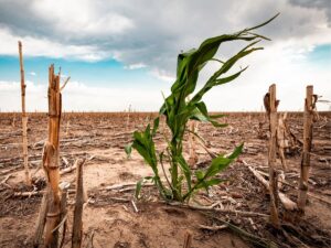 Cambio Climático