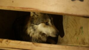 Instituciones del Edoméx y de EE.UU. trabajan en la conservación del lobo gris 1