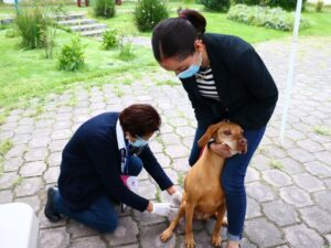 Inicia Jornada de Vacunación Antirrábica Canina y Felina en el Edoméx