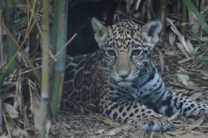 Sedema invita a poner nombre a tres crías de jaguar