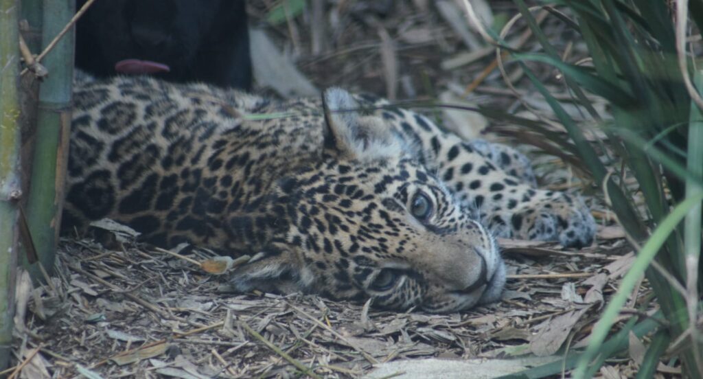 Sedema invita a poner nombre a tres crías de jaguar