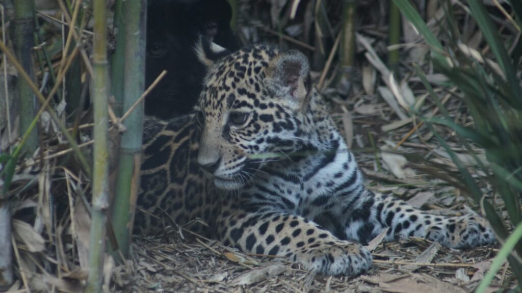 Sedema invita a poner nombre a tres crías de jaguar