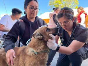 Agatan ha realizado 164 mil esterilizaciones de animales de compañía