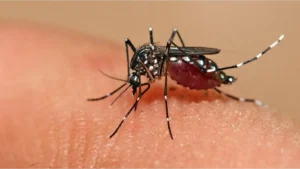 Dengue