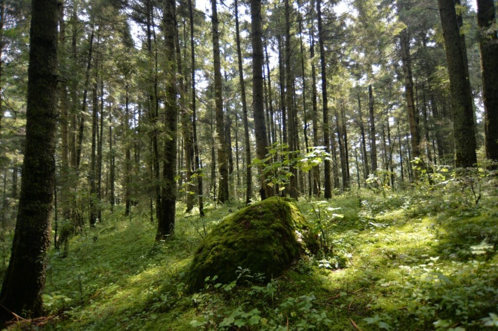 Invita GEM a participar en el reconocimiento al Mérito Ambiental 2024