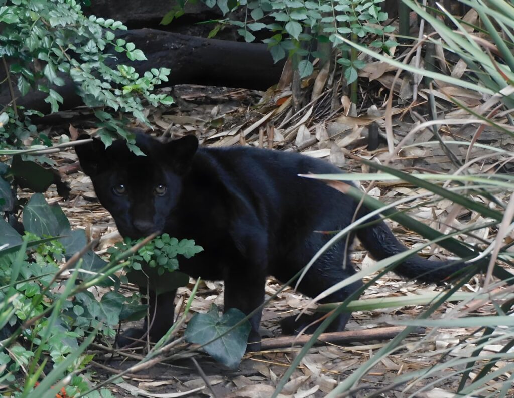 Cachorros de jaguar nacidos en Chapultepec ya tienen nombres