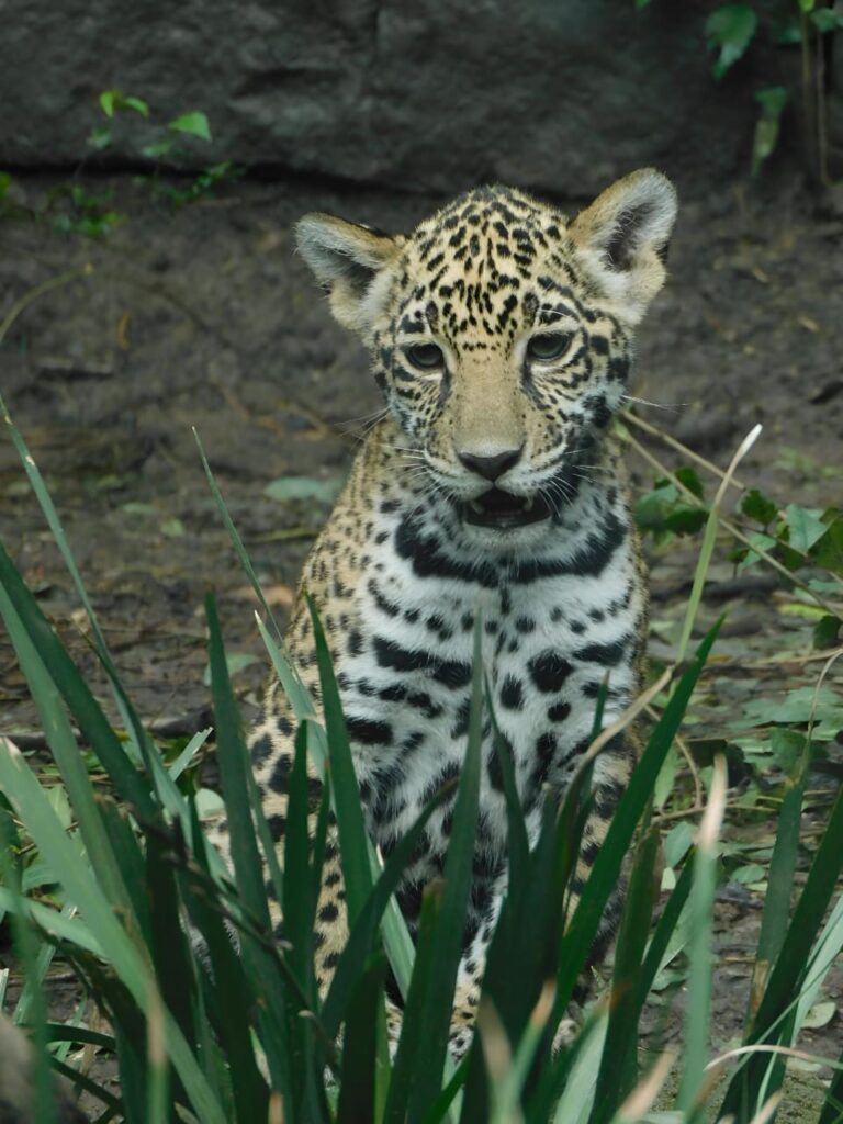 Cachorros de jaguar nacidos en Chapultepec ya tienen nombres