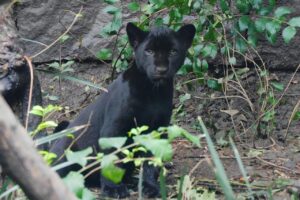 Cachorros de jaguar nacidos en Chapultepec ya tienen nombres