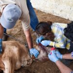 Trabaja México para proteger la ganadería del gusano barrenador   