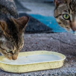 Autoridades emiten alerta por comida para mascotas contaminada con gripe aviar en EE.UU. 