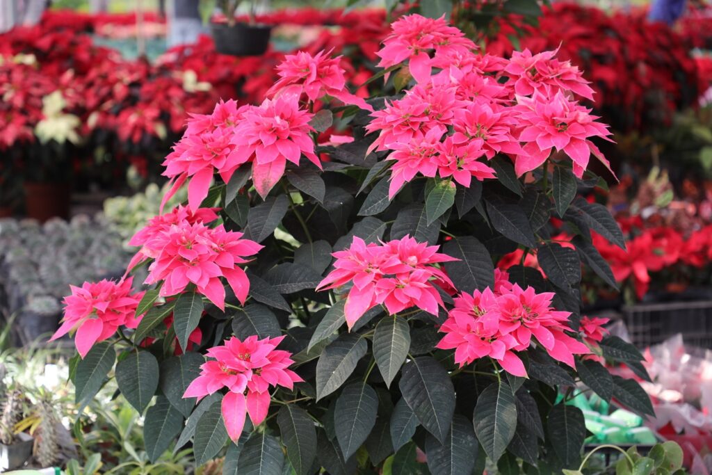 Flor de Nochebuena del Edoméx iluminan la temporada navideña