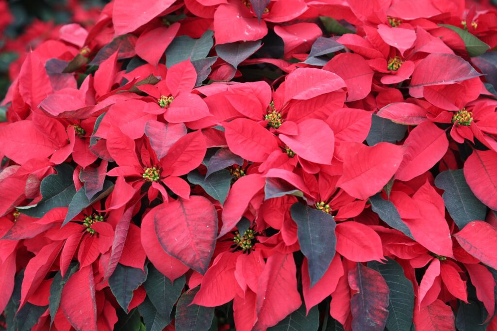 Flor de Nochebuena del Edoméx iluminan la temporada navideña