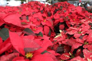 Flor de Nochebuena del Edoméx iluminan la temporada navideña