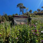 Marina localiza y destruye más de 35 plantíos de amapola en Nayarit 