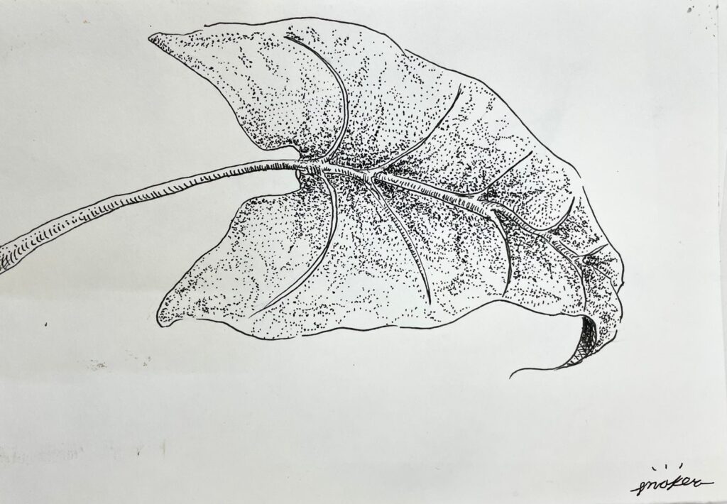 “Geografía de las plantas”: arte y ciencia Escuela de Iniciación Artística