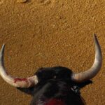 Advierten desaparición del toro bravo por ley sin sangre 