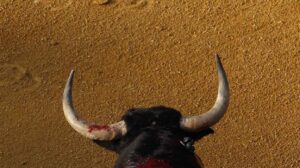 Toro de Lidia