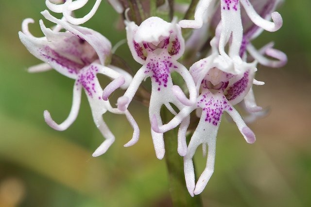 Orquídeas, ciencia y comunidad: florece la conciencia ambiental en Iztapalapa