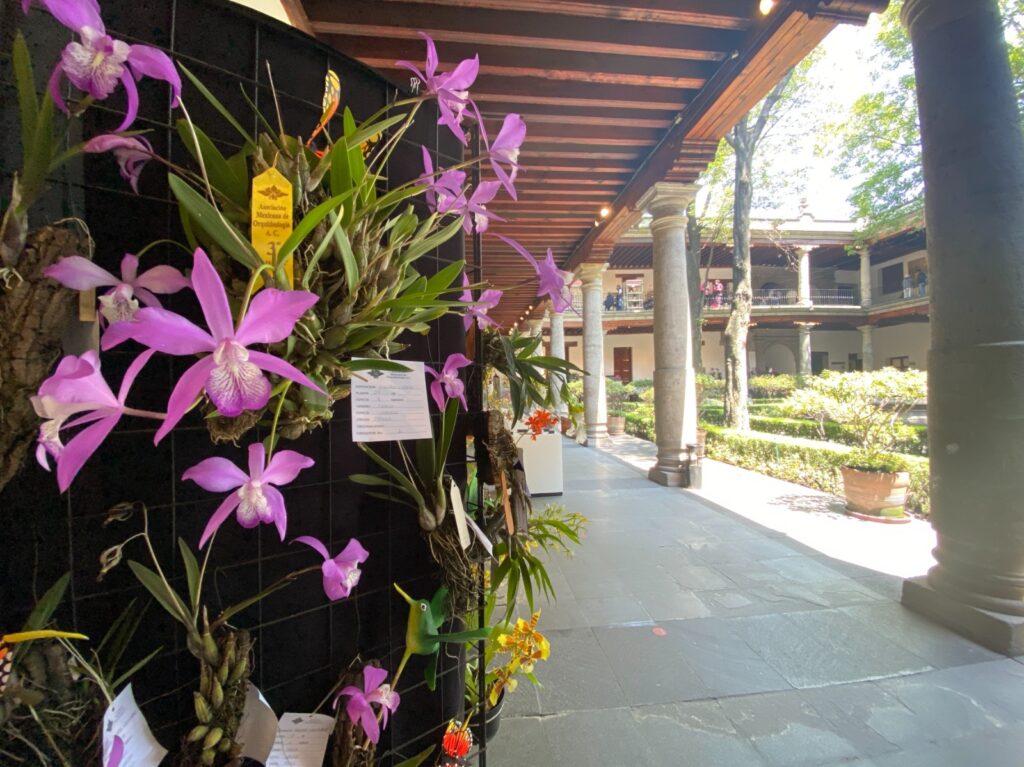 Orquídeas