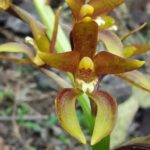 Orquídeas, ciencia y comunidad: florece la conciencia ambiental en Iztapalapa