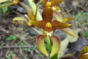 Orquídeas, ciencia y comunidad: florece la conciencia ambiental en Iztapalapa