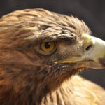 Día Internacional de la Biodiversidad en el Zoológico de Aragón