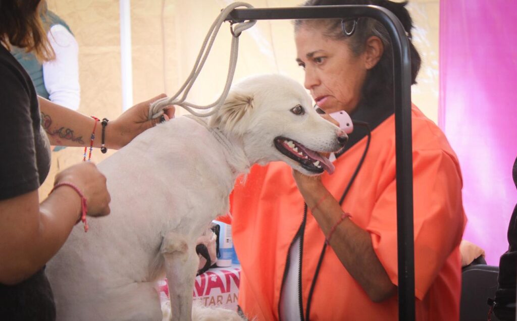 Caravana por el Bienestar Animal llega a Tonatico