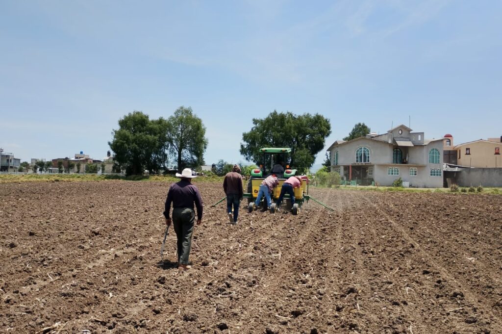 Gobierno del Edoméx impulsa la siembra de maíz nativo para fortalecer la soberanía alimentaria