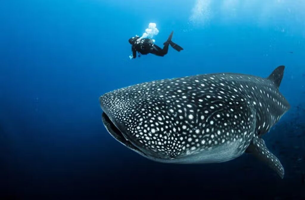 Tiburón Ballena