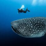 Conanp lanza documental sobre el tiburón ballena en peligro
