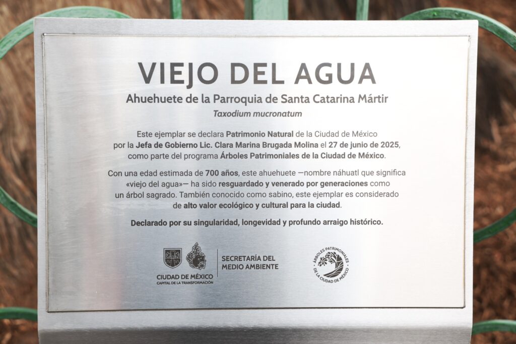 Brugada declara Patrimonio Natural a 12 árboles monumentales de la CDMX