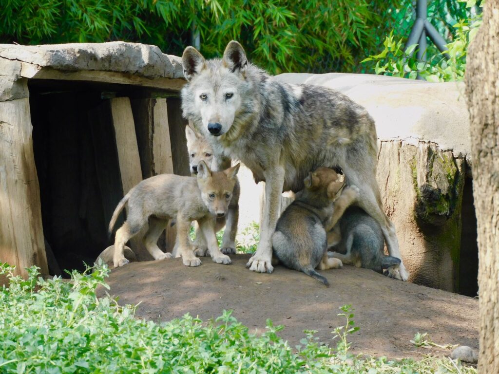 Nacen cuatro crías de lobo mexicano y se fortalece su conservación en la CDMX