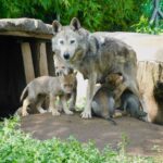 Nacen cuatro crías de lobo mexicano y se fortalece su conservación en la CDMX