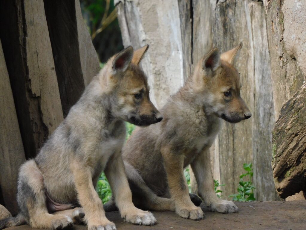 Nacen cuatro crías de lobo mexicano y se fortalece su conservación en la CDMX