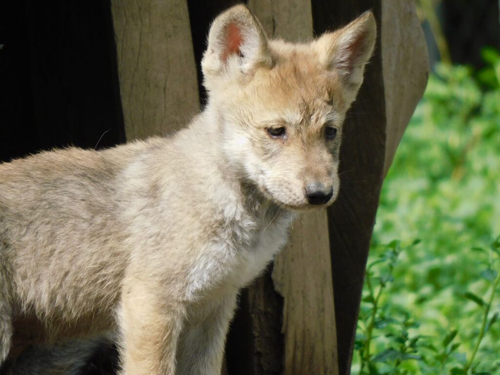 Nacen cuatro crías de lobo mexicano y se fortalece su conservación en la CDMX