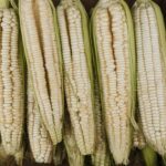 Sequía paraliza al campo mexicano y duplica importación de maíz blanco
