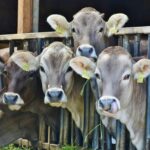 Sinaloa entrega 23 mil pacas de alimento a ganaderos para enfrentar la sequía