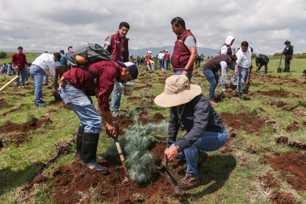 Edoméx plantará 6 millones de árboles para restaurar bosques y cuencas