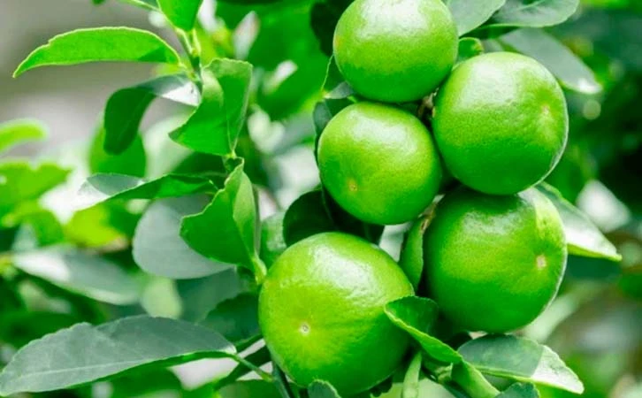 Limón