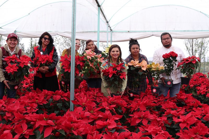 CDMX impulsa récord de producción de flor de Nochebuena
