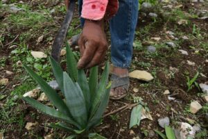 Edoméx impulsa plantaciones de agave para restaurar suelos
