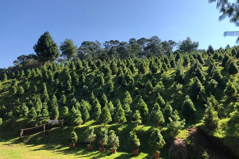 Arranca venta de Árboles de Navidad producidos en Suelo de Conservación